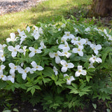 TRILLIUM GRANDIFLORUM