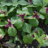 TRILLIUM ERECTUM