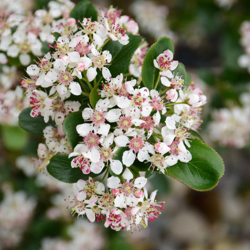 CHOKEBERRY LOW SCAPE MOUND