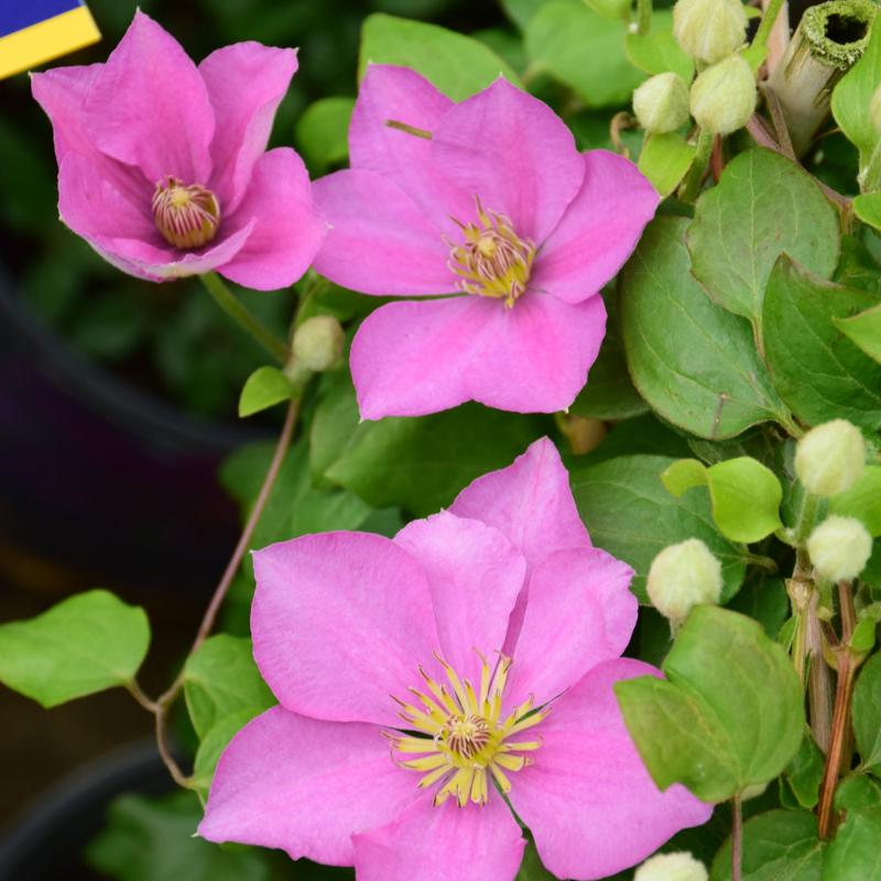 CLEMATIS ENDELLION