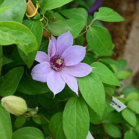 CLEMATIS BERNADINE