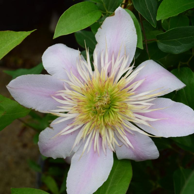 CLEMATIS EMPRESS