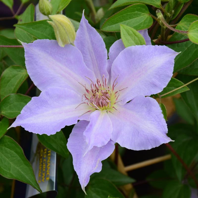 CLEMATIS TRANQUILITE