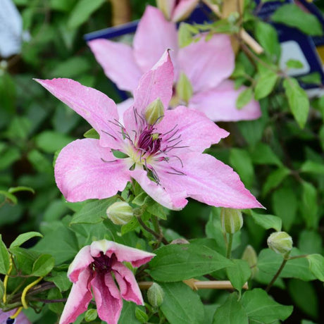 CLEMATIS SARAH ELIZABETH