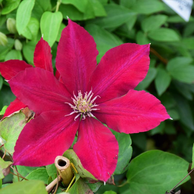 CLEMATIS REBECCA