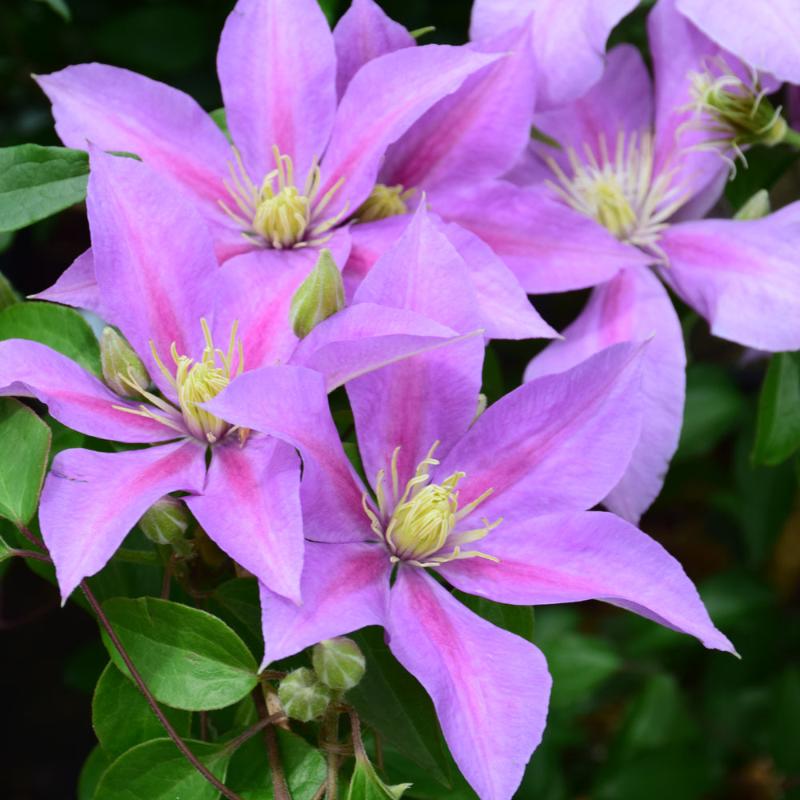 CLEMATIS VOLUNTEER