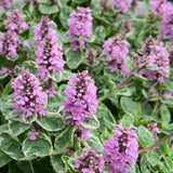 AJUGA PINK LIGHTNING