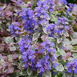 AJUGA BURGUNDY GLOW