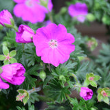 GERANIUM MAX FREI