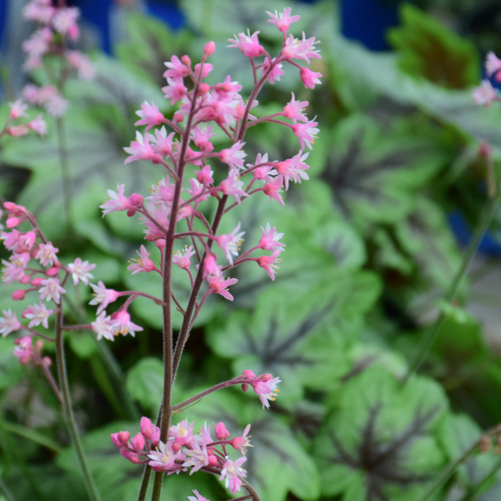 HEUCHERELLA PINK FIZZ