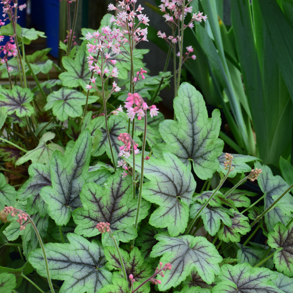 HEUCHERELLA PINK FIZZ