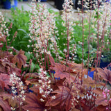 HEUCHERELLA SWEET TEA