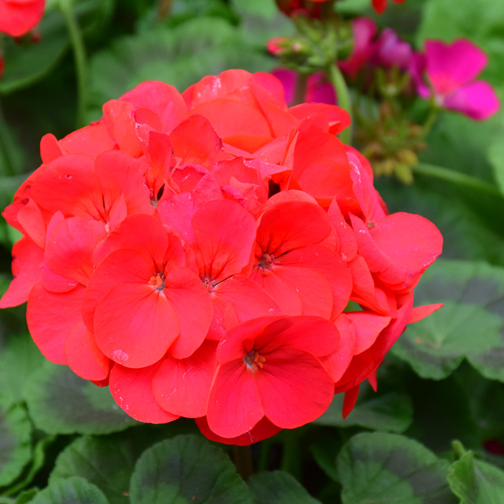 Seed- Geranium Maverick Red