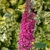 BUDDLEIA MONARCH QUEEN OF HEARTS