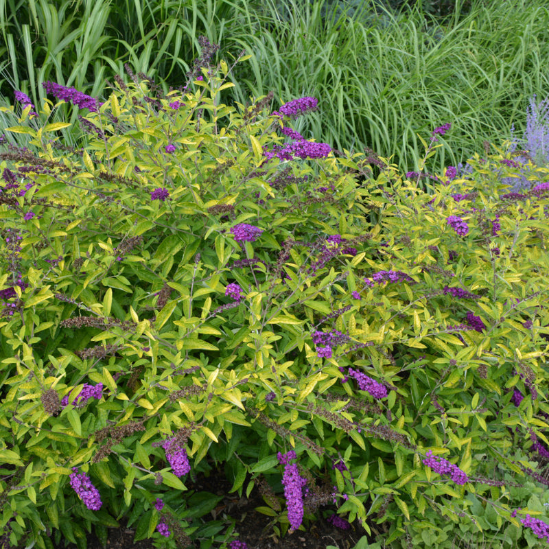 BUDDLEIA HUM LITTLE NUGGET