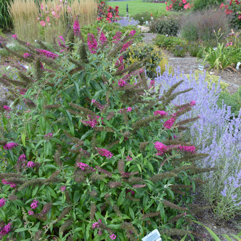 BUDDLEIA MONARCH QUEEN OF HEARTS