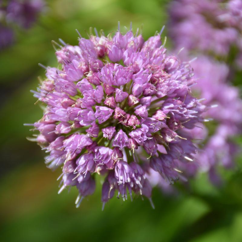 ALLIUM MILLENIUM