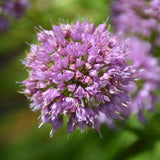 ALLIUM MILLENIUM