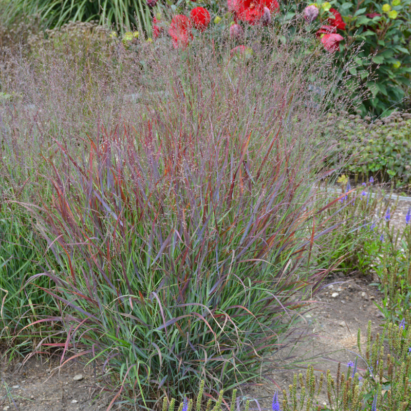 PANICUM PRAIRIE WINDS CHEYENNE