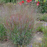 PANICUM PRAIRIE WINDS CHEYENNE