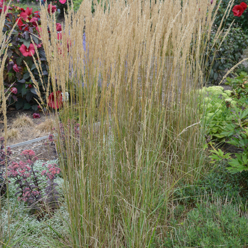 CALAMAGROSTIS ELDORADO