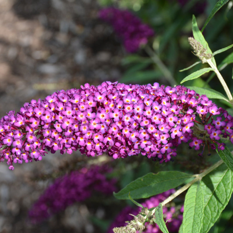 BUDDLEIA HUM MAGENTA MUNCHKIN