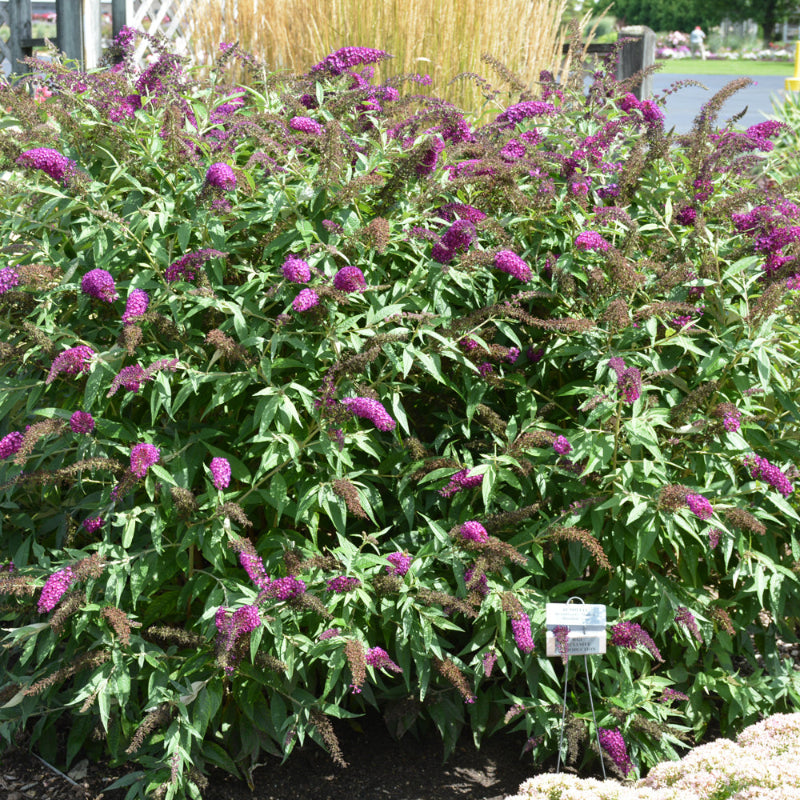 BUDDLEIA HUM MAGENTA MUNCHKIN