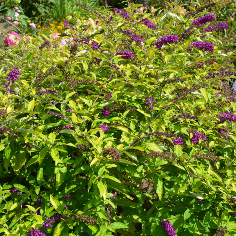 BUDDLEIA MONARCH CROWN JEWEL