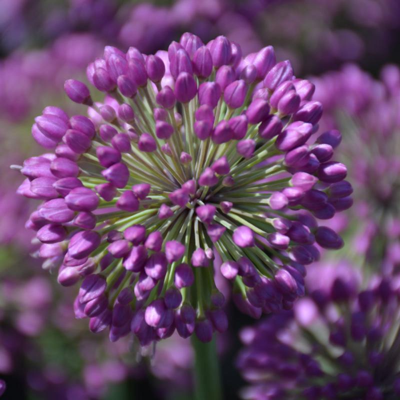 ALLIUM LAVENDER BUBBLES