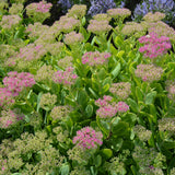 SEDUM NEON