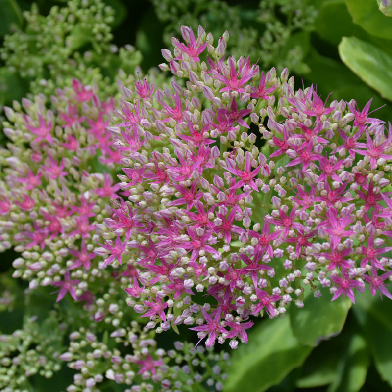 SEDUM NEON