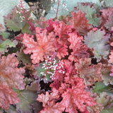 HEUCHERA DOLCE PEACHBERRY ICE