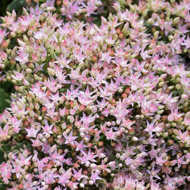 SEDUM PURE JOY