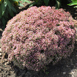 SEDUM PRIDE AND JOY