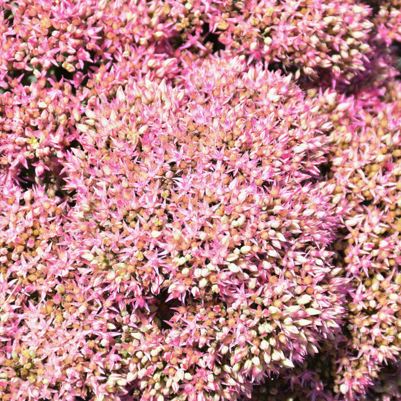 SEDUM POWDERPUFF