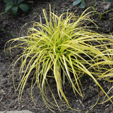 CAREX EVERCOLOR EVERILLO