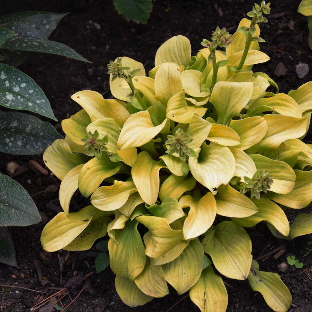 HOSTA SUN MOUSE