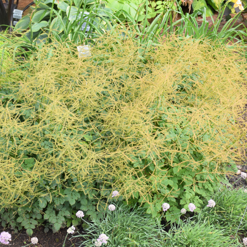 ARUNCUS CHANTILLY LACE