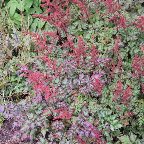 ASTILBE DELFT LACE