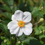 ANEMONE HONORINE JOBERT