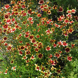 COREOPSIS RED CHIFFON