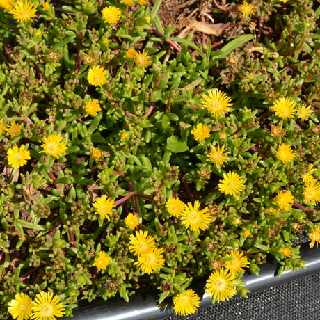 DELOSPERMA DELMARA YELLOW