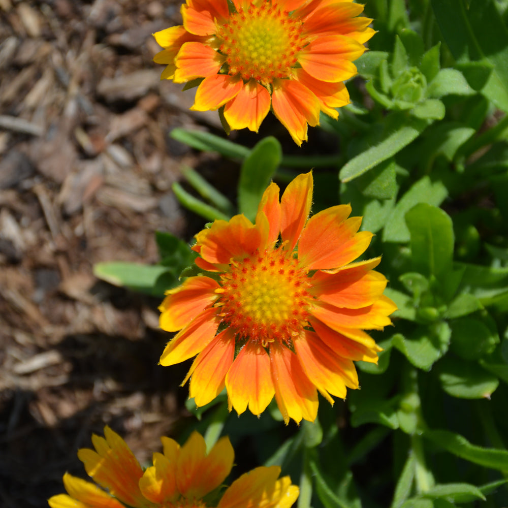 GAILLARDIA MESA PEACH