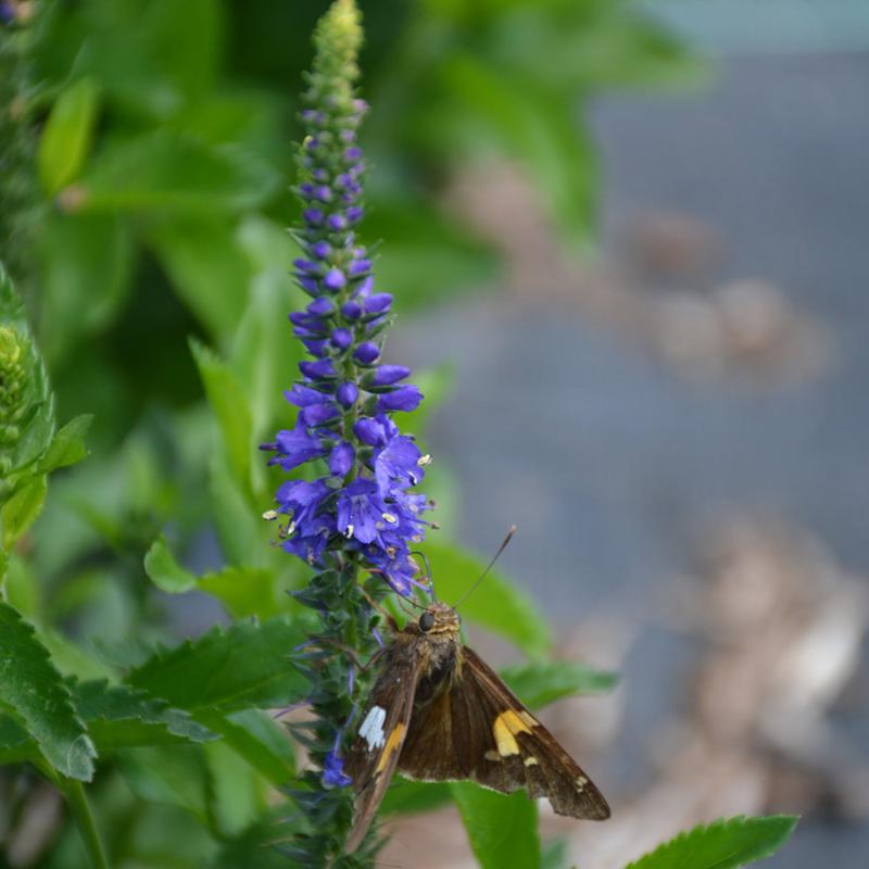 VERONICA RONICA BLUE