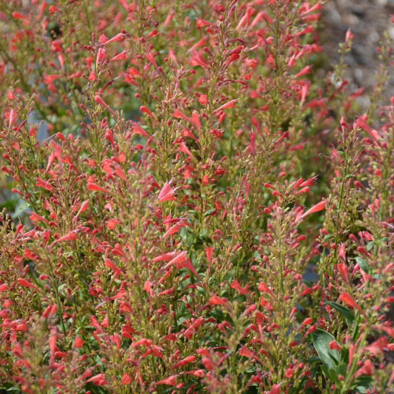 AGASTACHE KUDOS RED