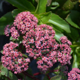 SEDUM DOUBLE MARTINI