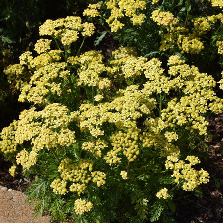 ACHILLEA MILLY ROCK YELLOW