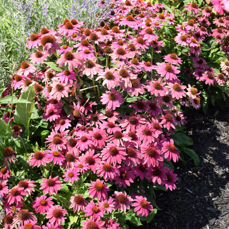 ECHINACEA POWWOW WILD BERRY