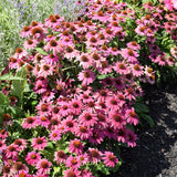 ECHINACEA POWWOW WILD BERRY