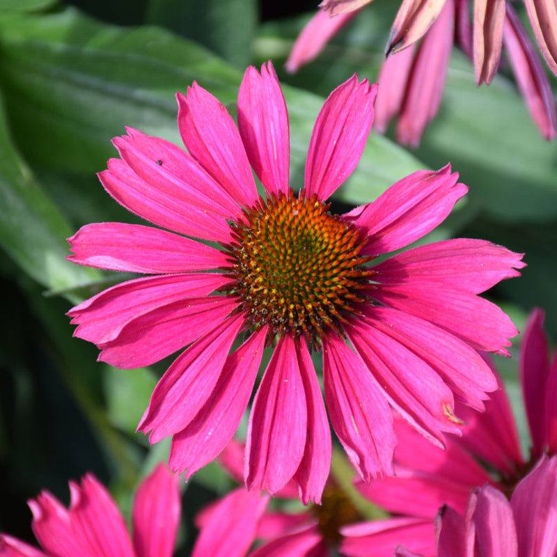 ECHINACEA KISMET RASPBERRY